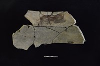 陶罐藏品圖，第2張